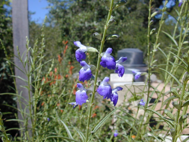 Salvia reptans (Slenderleaf sage) #12160