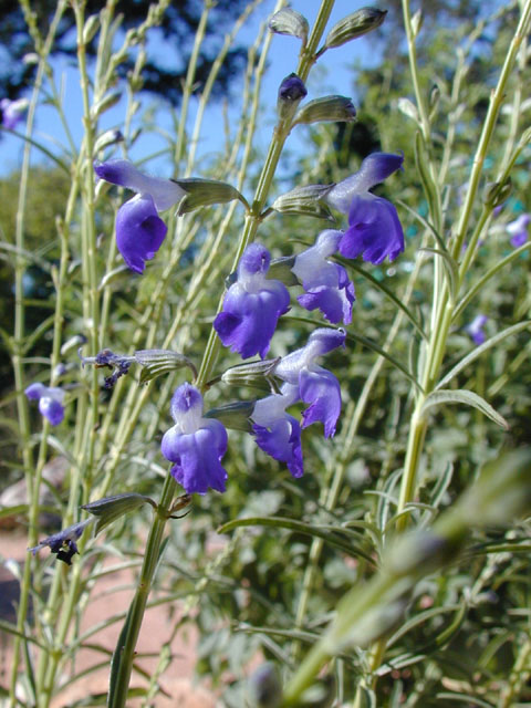 Salvia reptans (Slenderleaf sage) #12163