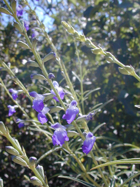 Salvia reptans (Slenderleaf sage) #12164