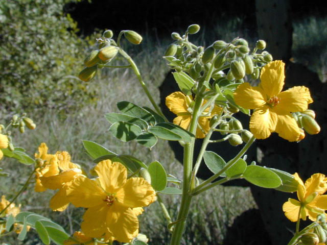 Senna lindheimeriana (Lindheimer's senna) #12087