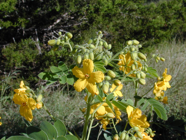 Senna lindheimeriana (Lindheimer's senna) #12089