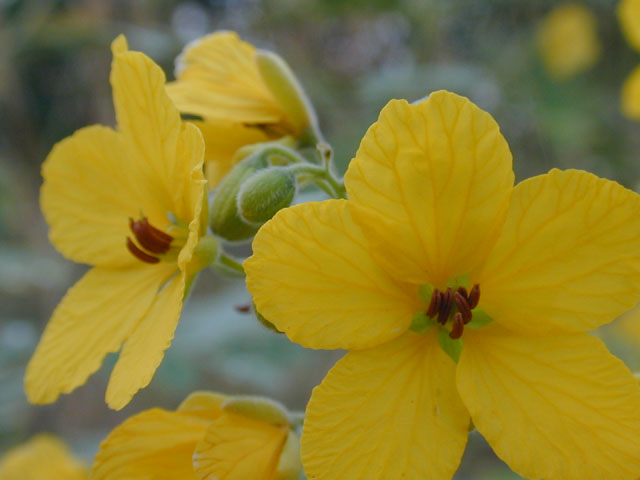 Senna lindheimeriana (Lindheimer's senna) #12091