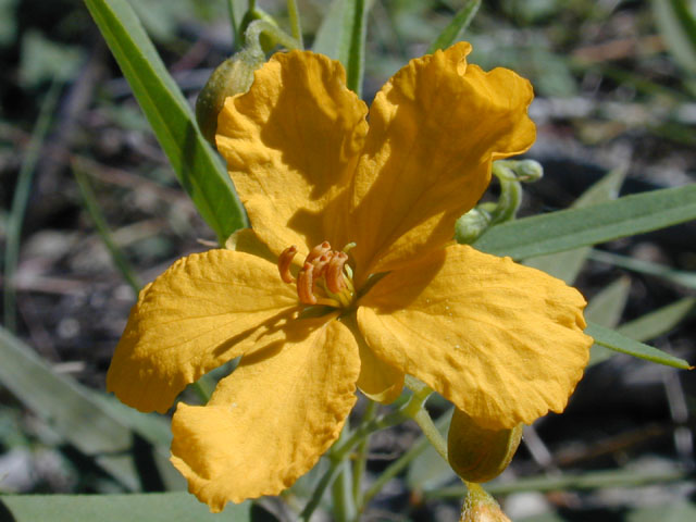 Senna roemeriana (Twoleaf senna) #12101