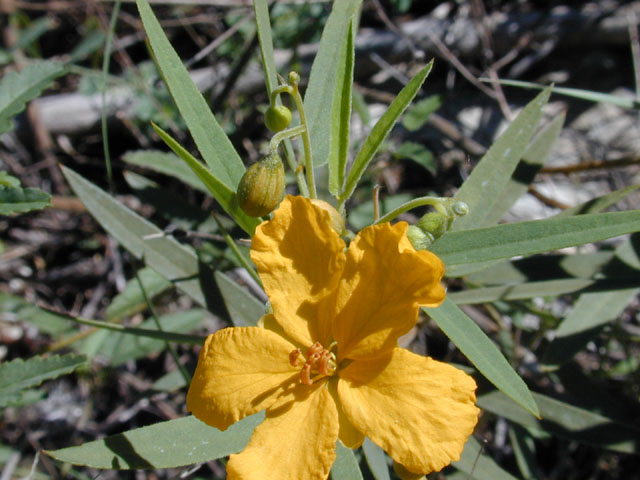 Senna roemeriana (Twoleaf senna) #12102