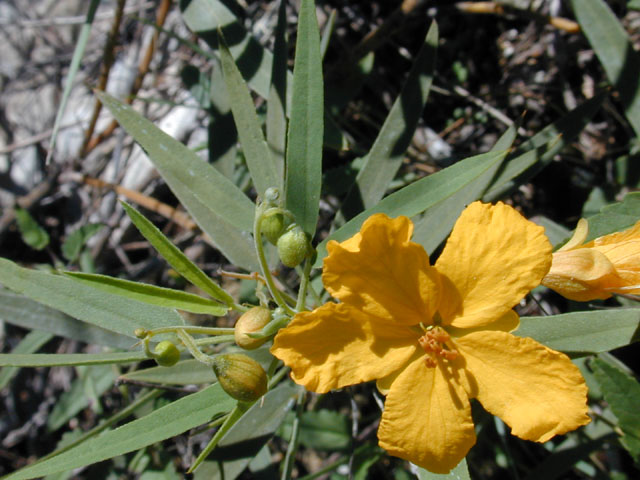 Senna roemeriana (Twoleaf senna) #12103