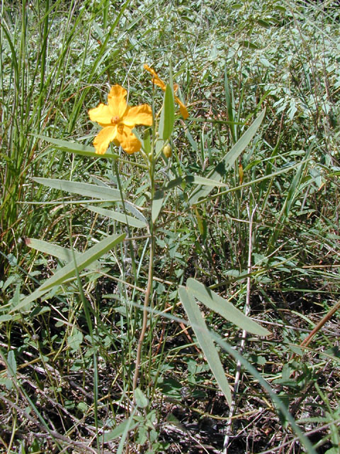 Senna roemeriana (Twoleaf senna) #12104