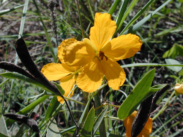 Senna roemeriana (Twoleaf senna) #12106