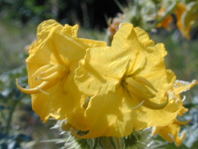 Solanum rostratum (Buffalo bur) #12667