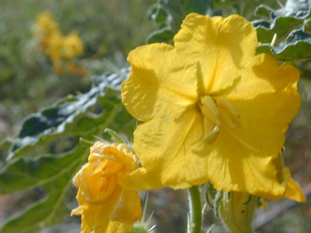 Solanum rostratum (Buffalo bur) #12668