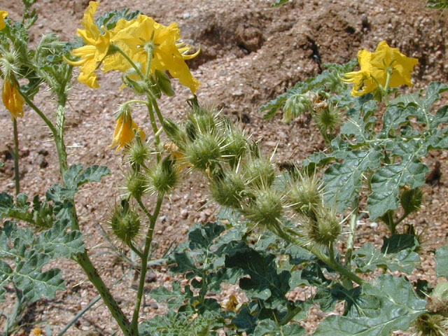 Solanum rostratum (Buffalo bur) #12672