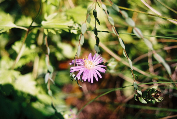 Symphyotrichum sericeum (Western silver aster) #11776