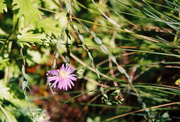 Symphyotrichum sericeum (Western silver aster) #11777