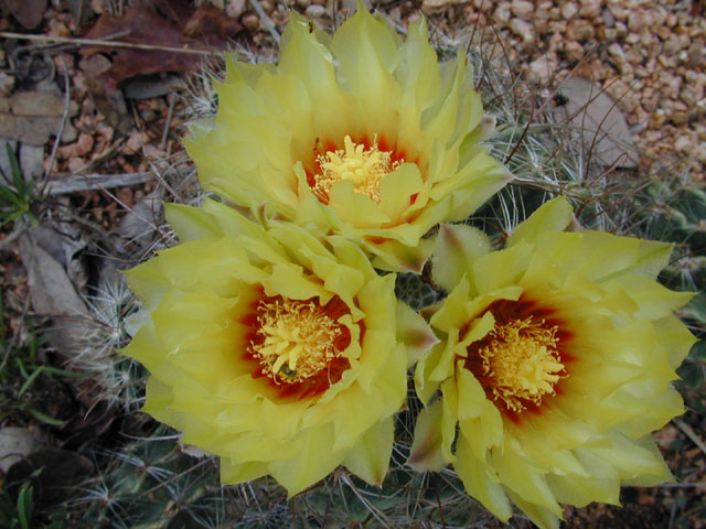 Thelocactus setispinus (Miniature barrel cactus) #11893