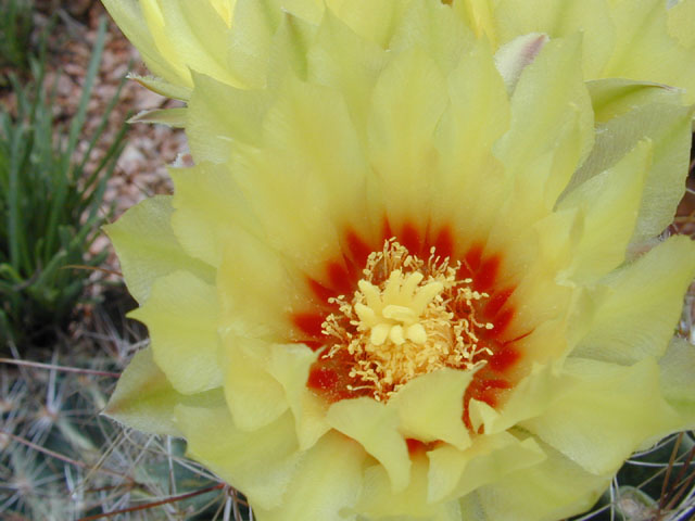 Thelocactus setispinus (Miniature barrel cactus) #11894