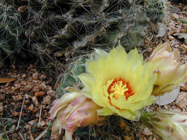 Thelocactus setispinus (Miniature barrel cactus) #11897