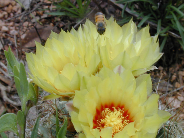 Thelocactus setispinus (Miniature barrel cactus) #11898