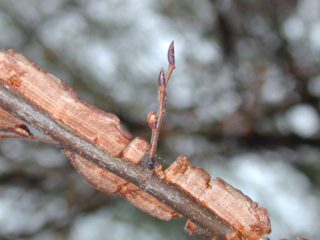 Ulmus alata (Winged elm) #12678