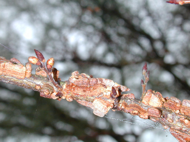 Ulmus alata (Winged elm) #12679