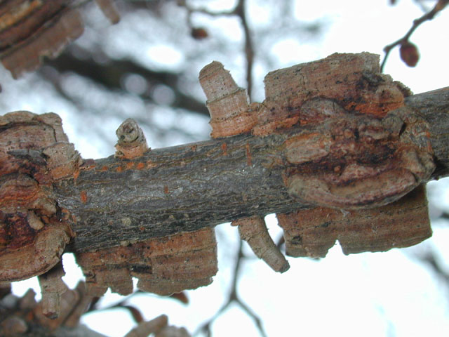 Ulmus alata (Winged elm) #12683