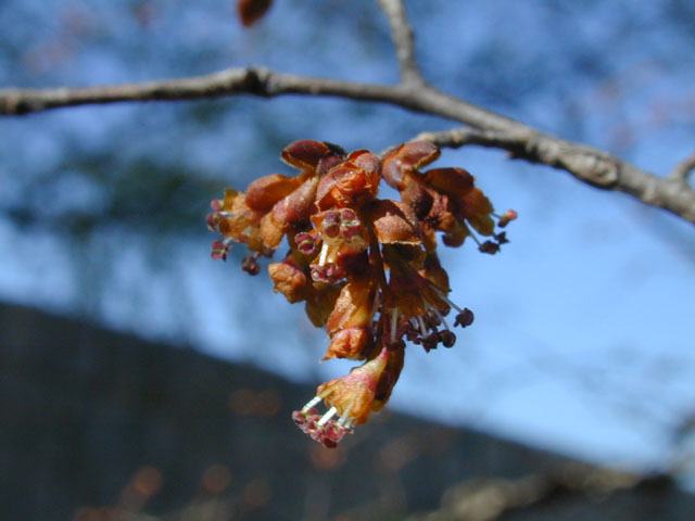 Ulmus alata (Winged elm) #12692