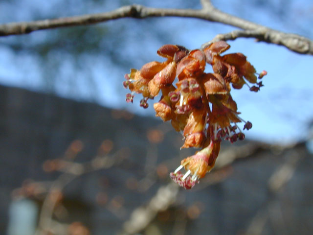 Ulmus alata (Winged elm) #12693