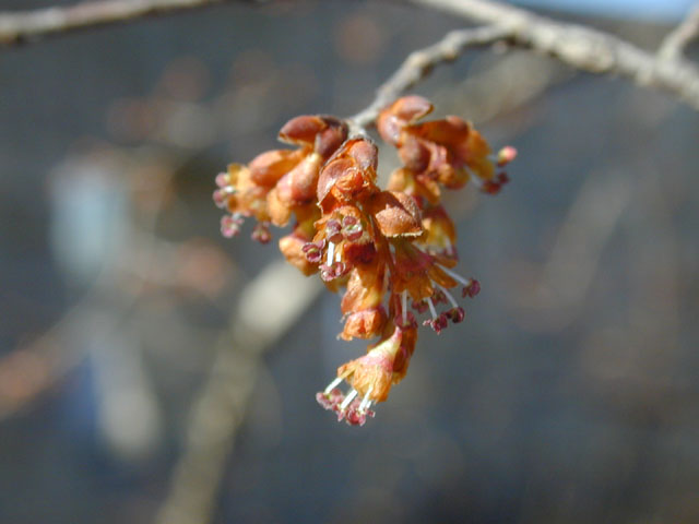 Ulmus alata (Winged elm) #12694