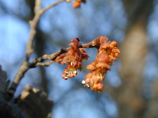 Ulmus alata (Winged elm) #12695