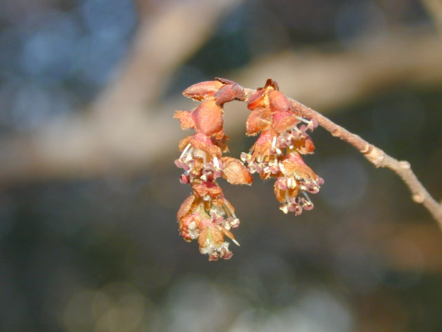 Ulmus alata (Winged elm) #12696