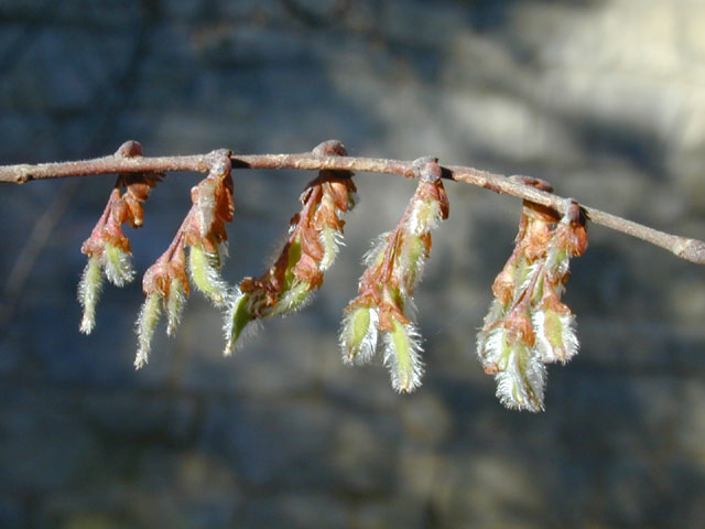 Ulmus alata (Winged elm) #12699