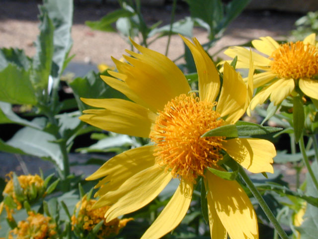 Verbesina encelioides (Cowpen daisy) #11801