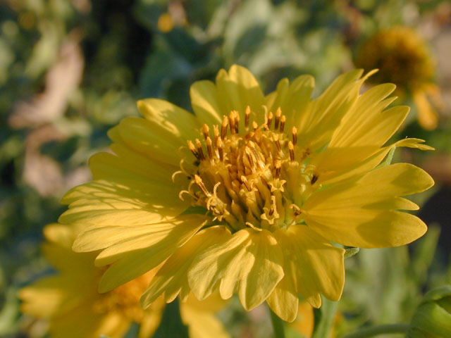 Verbesina encelioides ssp. encelioides (Cowpen daisy) #11803