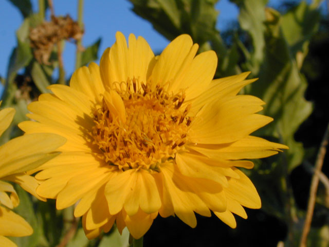 Verbesina encelioides ssp. encelioides (Cowpen daisy) #11804