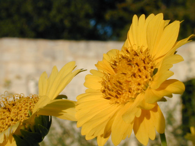 Verbesina encelioides ssp. encelioides (Cowpen daisy) #11805