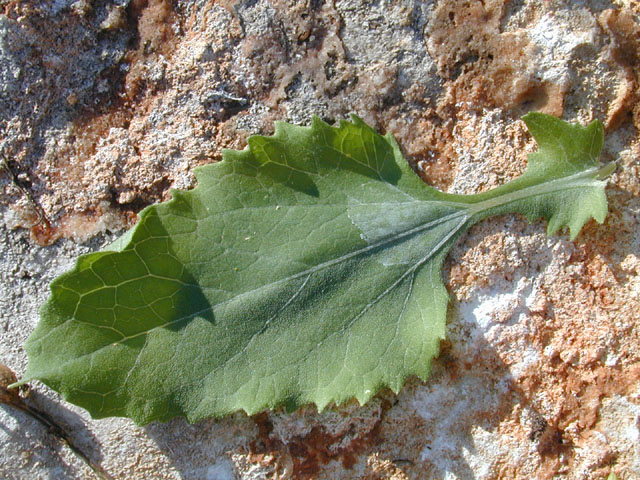 Verbesina encelioides ssp. encelioides (Cowpen daisy) #11808