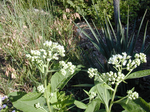 Verbesina virginica (Frostweed) #11809