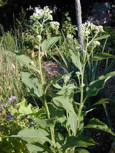 Verbesina virginica (Frostweed) #11811