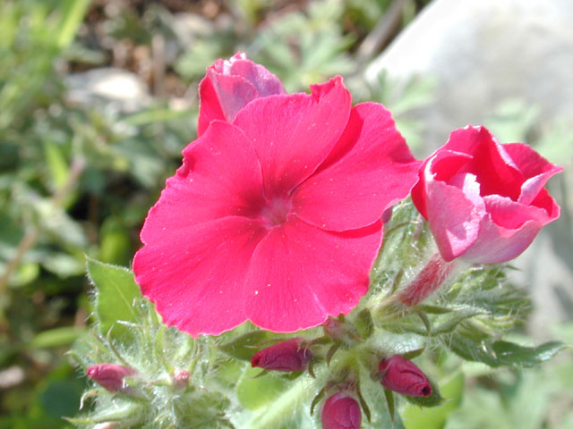 Phlox drummondii (Annual phlox) #12750