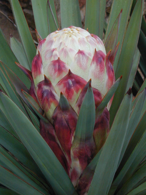 Yucca treculeana (Spanish dagger) #12811