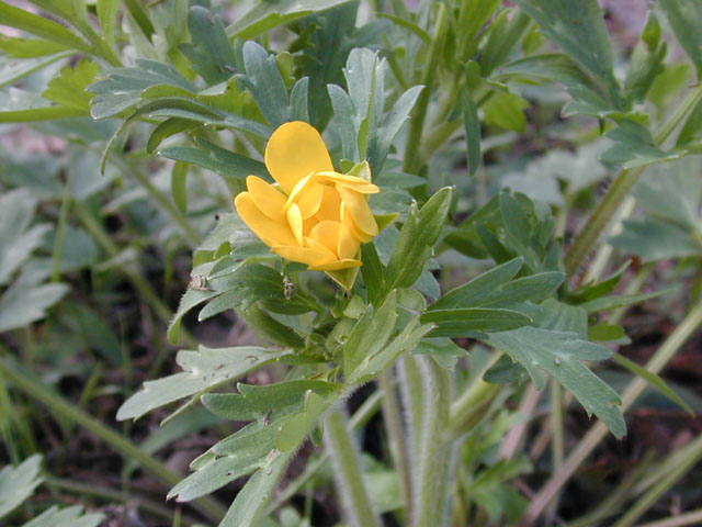 Ranunculus macranthus (Large buttercup) #12825