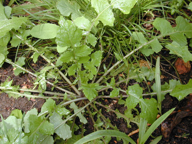 Streptanthus bracteatus (Bracted twistflower) #12828