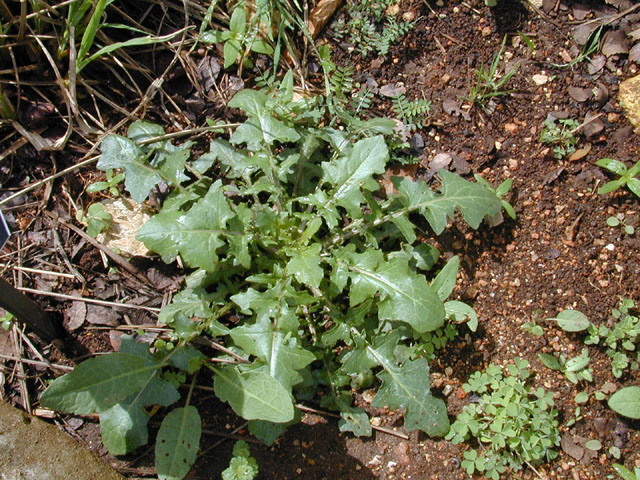 Streptanthus bracteatus (Bracted twistflower) #12829