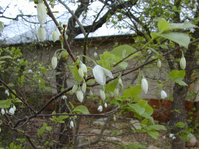 Halesia diptera (Two-wing silverbell) #12846