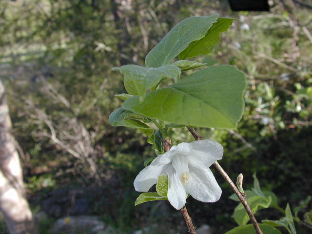 Halesia diptera (Two-wing silverbell) #12858