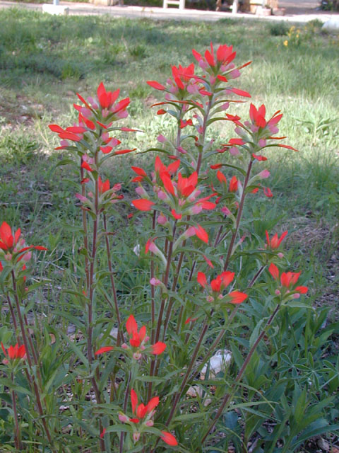 Castilleja indivisa (Texas indian paintbrush) #12864