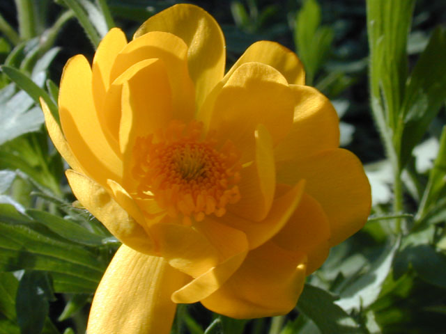 Ranunculus macranthus (Large buttercup) #12875