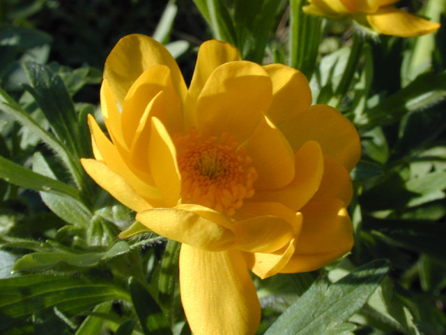 Ranunculus macranthus (Large buttercup) #12876