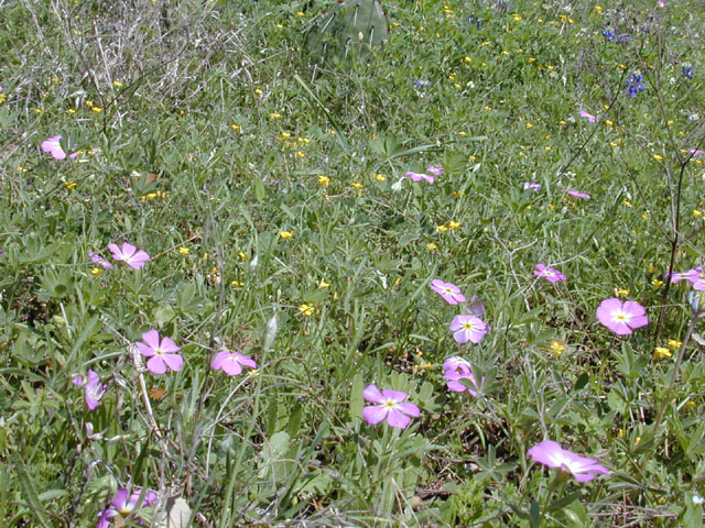 Phlox roemeriana (Goldeneye phlox) #12900