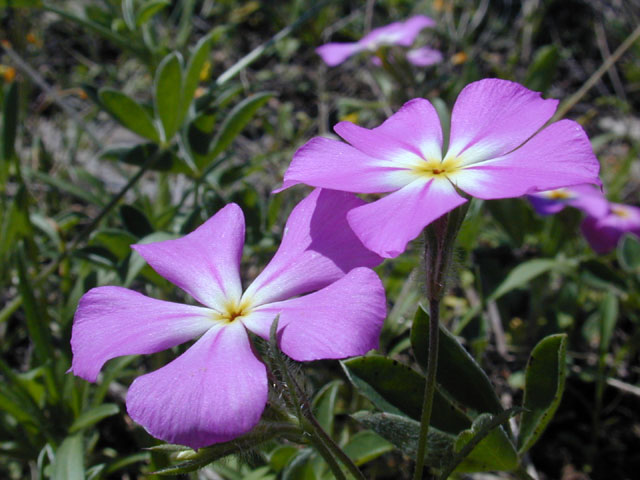 Phlox roemeriana (Goldeneye phlox) #12901