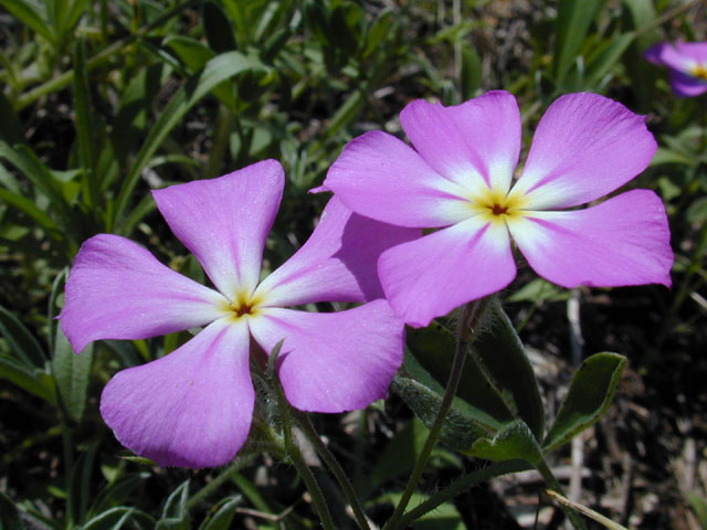 Phlox roemeriana (Goldeneye phlox) #12902