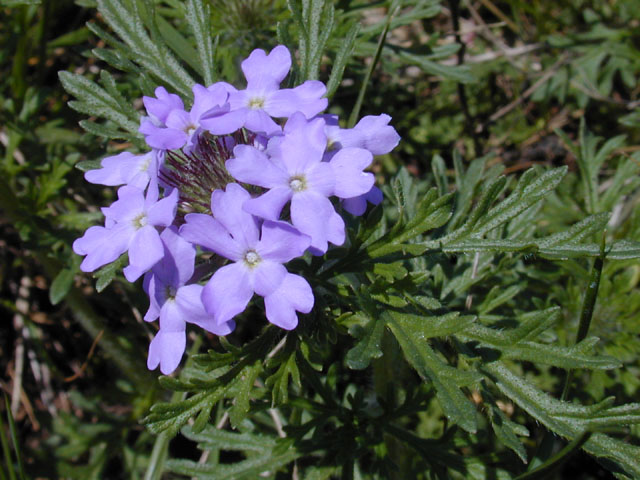 Glandularia bipinnatifida var. bipinnatifida (Prairie verbena) #12904